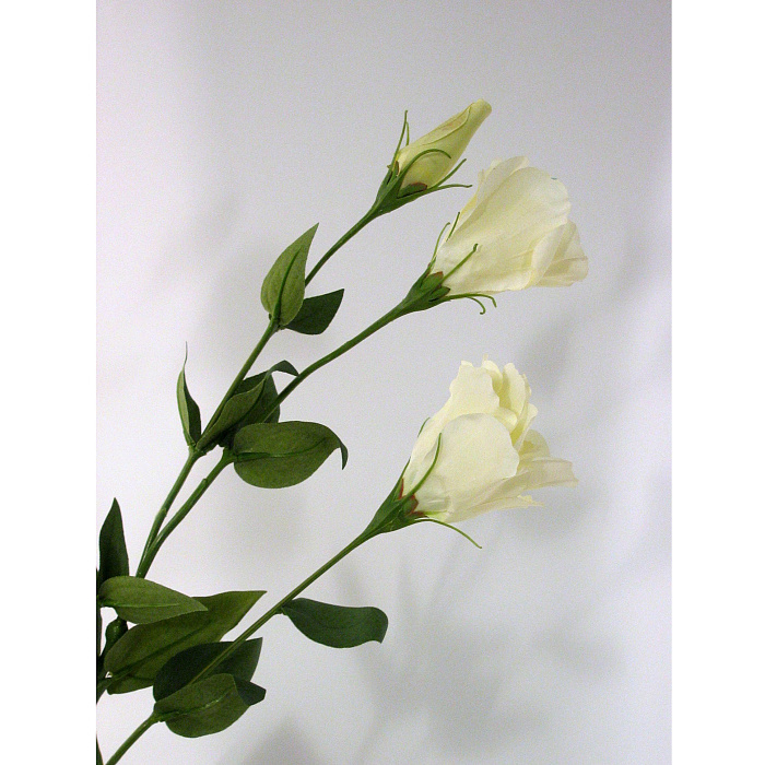 Лизиантус кремовый