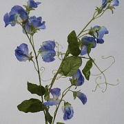 Душистый горошек лавандовый