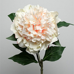 Пион махровый кремовый