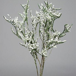 Каспия белая